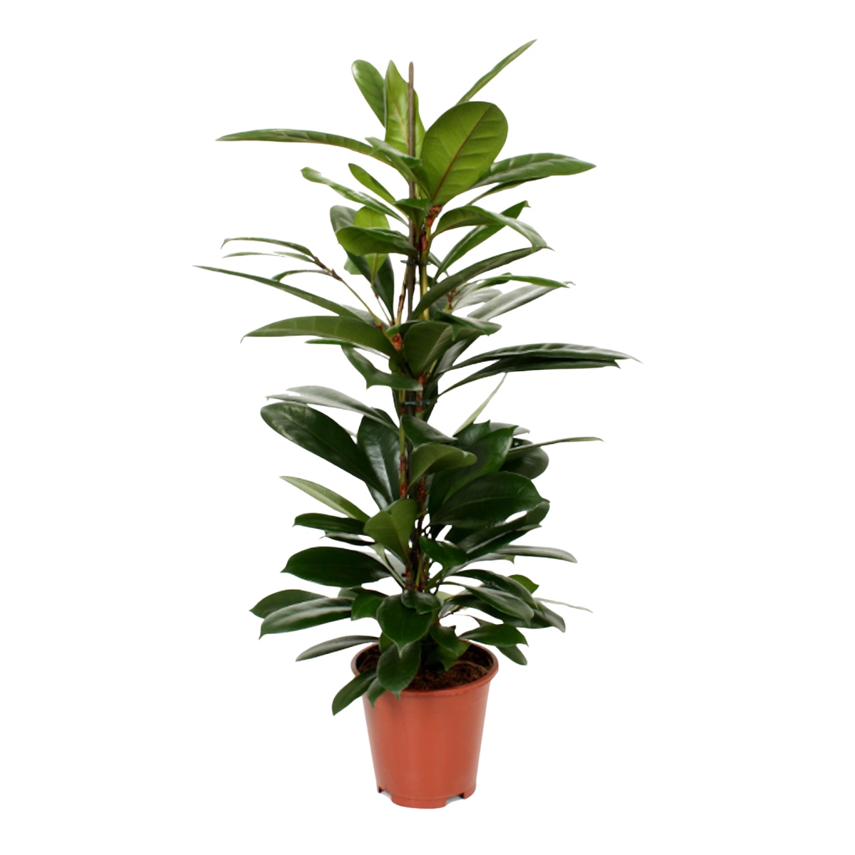 Okrasné pokojové rostliny - Fíkovník africký výška 80cm, květináč 21cm