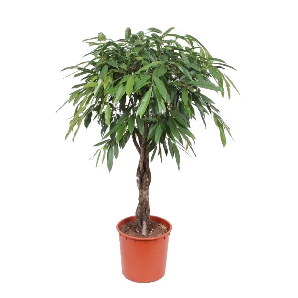 Pokojové rostliny okrasné listem - Fíkovník 'Amstel King' květináč 33cm, výška 140cm, splétaný kmen