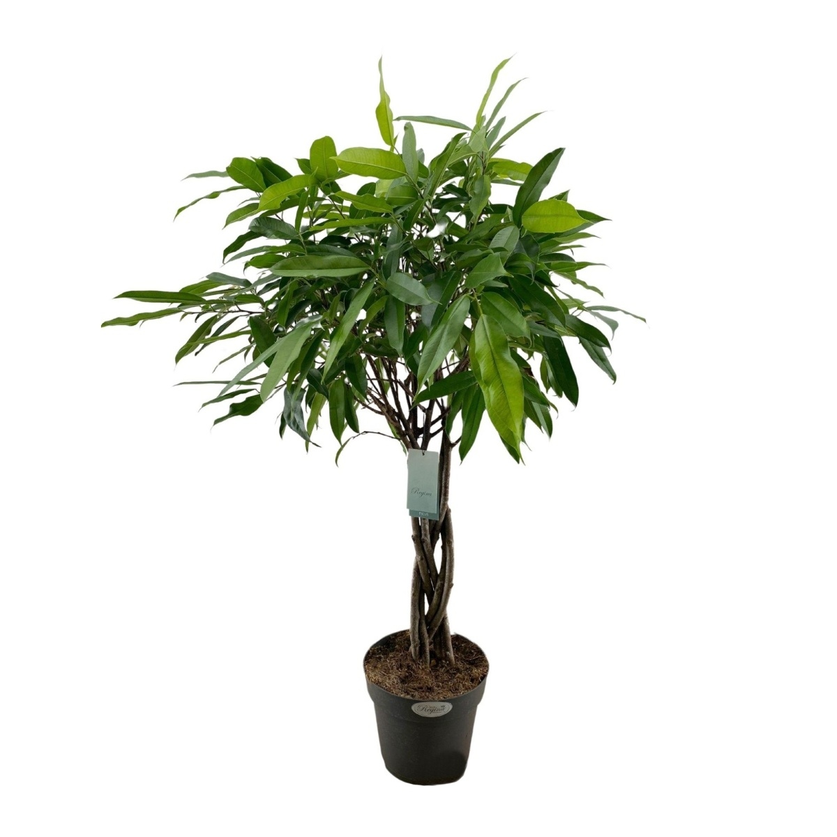 Okrasné pokojové rostliny - Fíkovník Amstel King výška 120cm, květináč 27cm