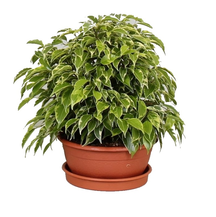 Okrasné pokojové rostliny - Fíkovník drobnolistý 'Kinky' miska 17cm