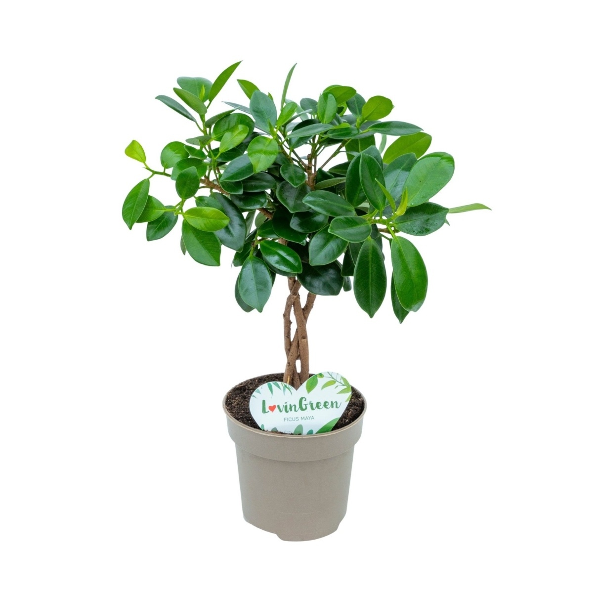 Hydroponické pokojové rostliny - Fíkovník drobnolistý Maya splétaný kmínek, květináč 12cm