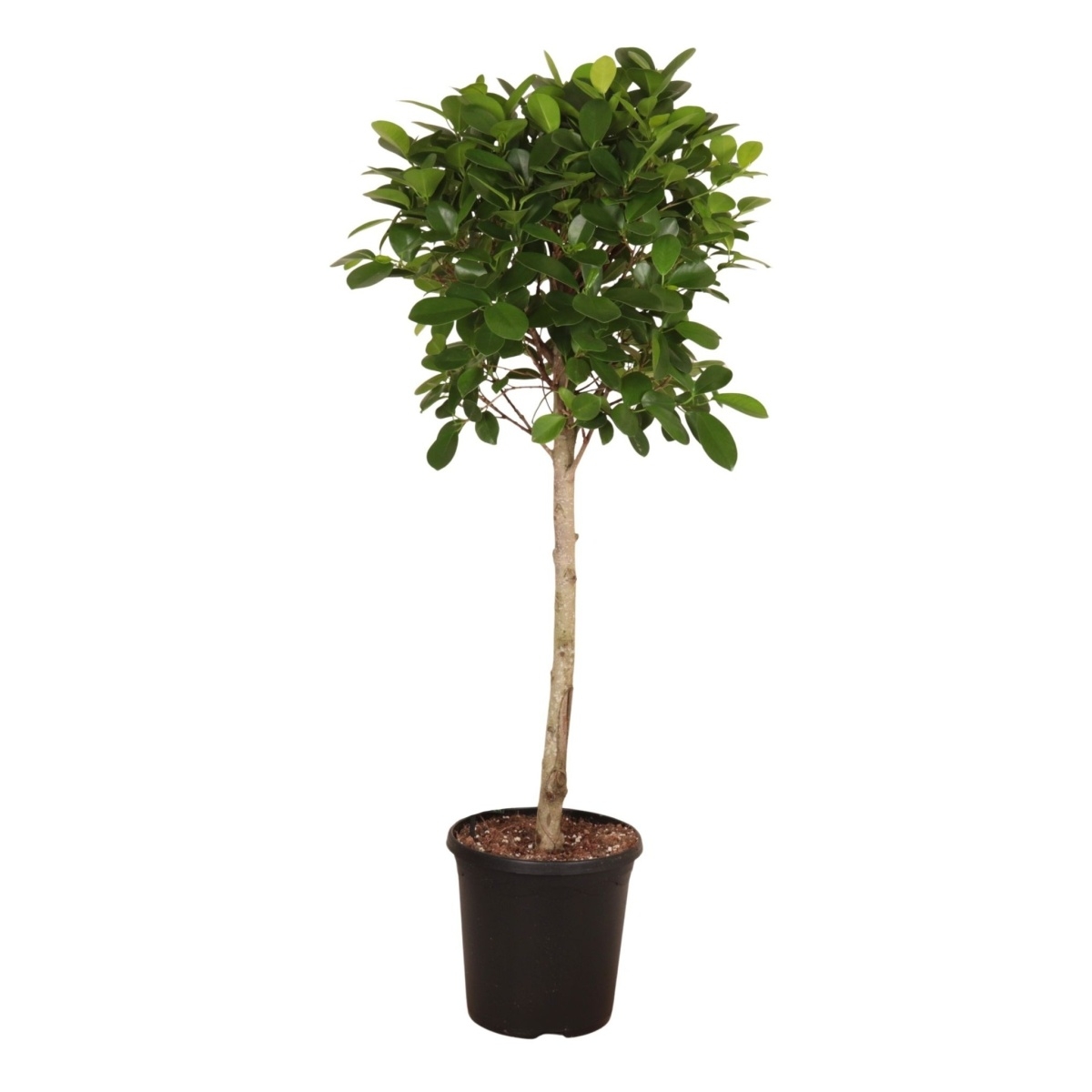 Okrasné pokojové rostliny - Fíkovník drobnolistý Moclame květináč 23cm, kmínek