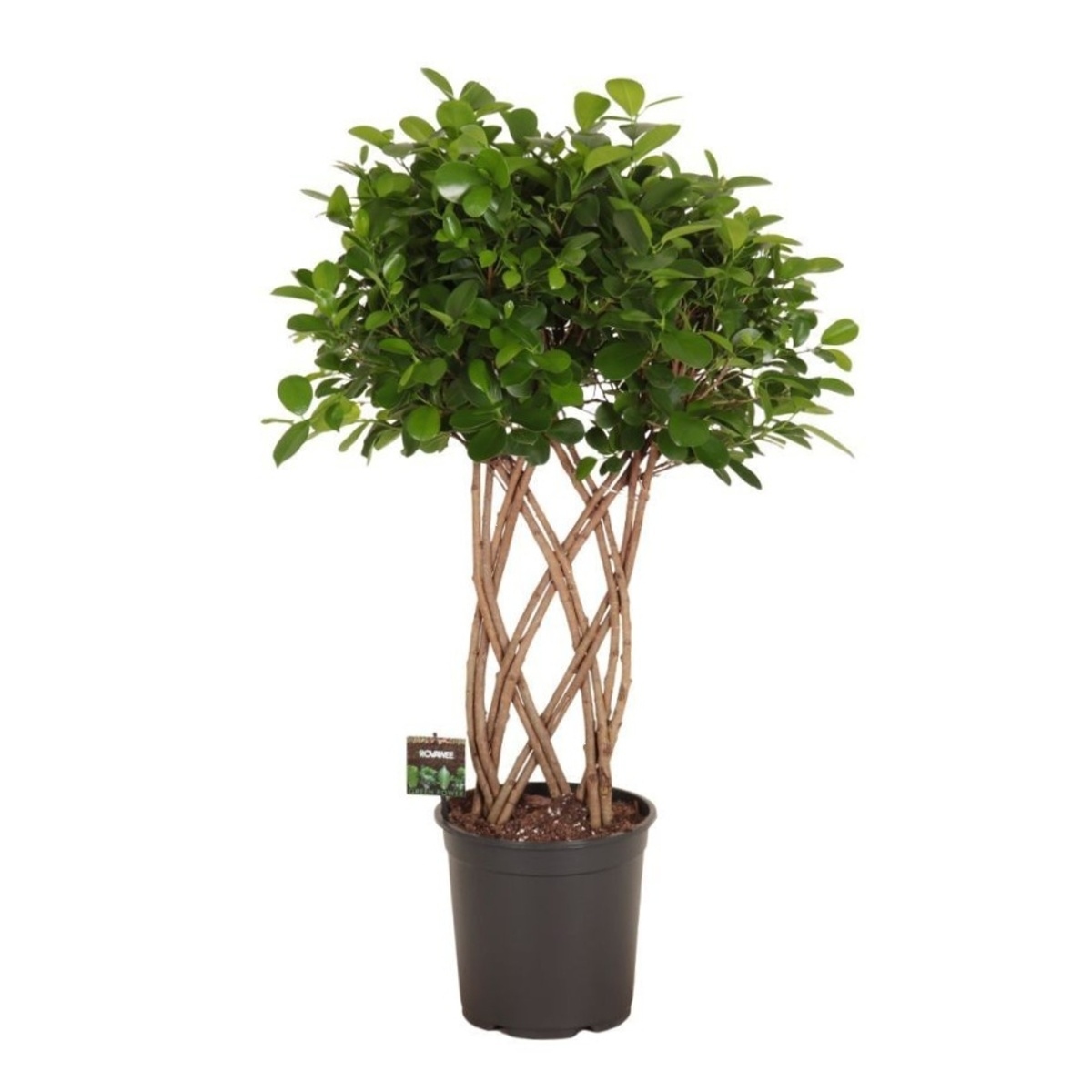 Okrasné pokojové rostliny - Fíkovník drobnolistý Moclame květináč 27cm, splétaný kmínek