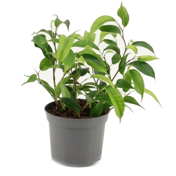 Okrasné pokojové rostliny - Fíkovník drobnolistý Natasja květináč 6cm