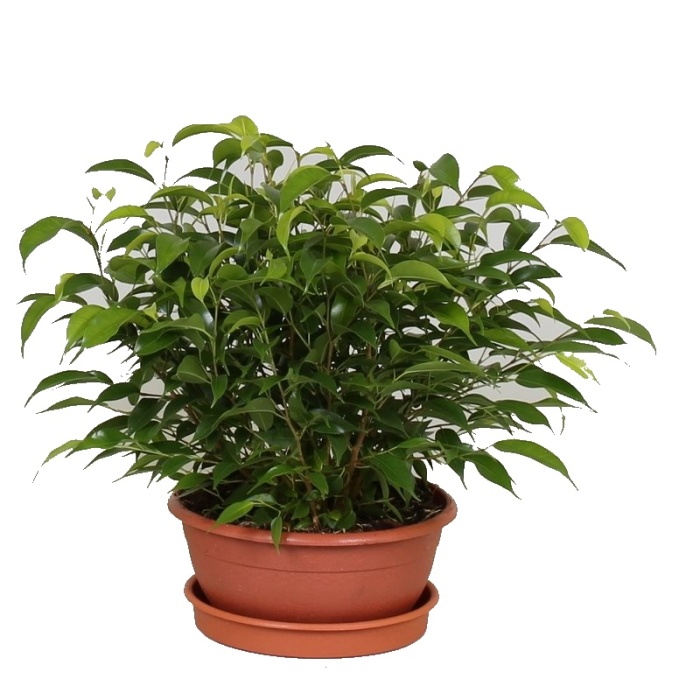Okrasné pokojové rostliny - Fíkovník drobnolistý 'Natasja' miska 17cm