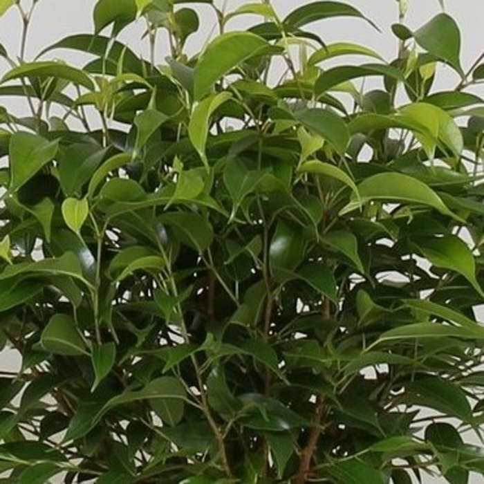 Fíkovník drobnolistý 'Natasja' miska 17cm-0