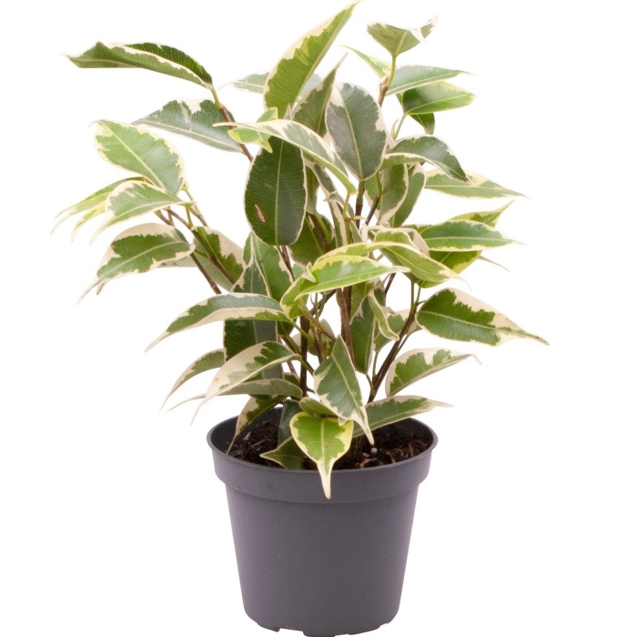 Pokojové rostliny okrasné listem - Fíkovník drobnolistý 'Samantha' květináč 6cm