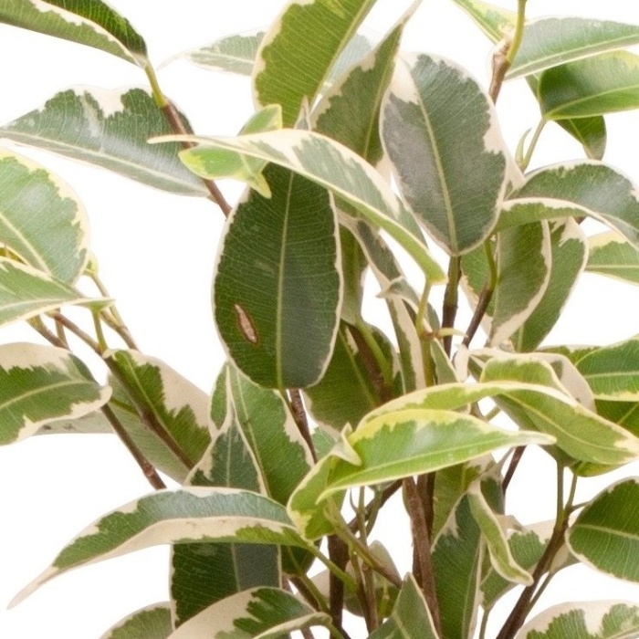 Fíkovník drobnolistý 'Samantha' květináč 6cm-0