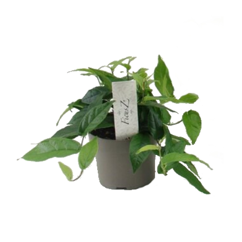 Okrasné pokojové rostliny - Fíkovník kořeňující květináč 12cm