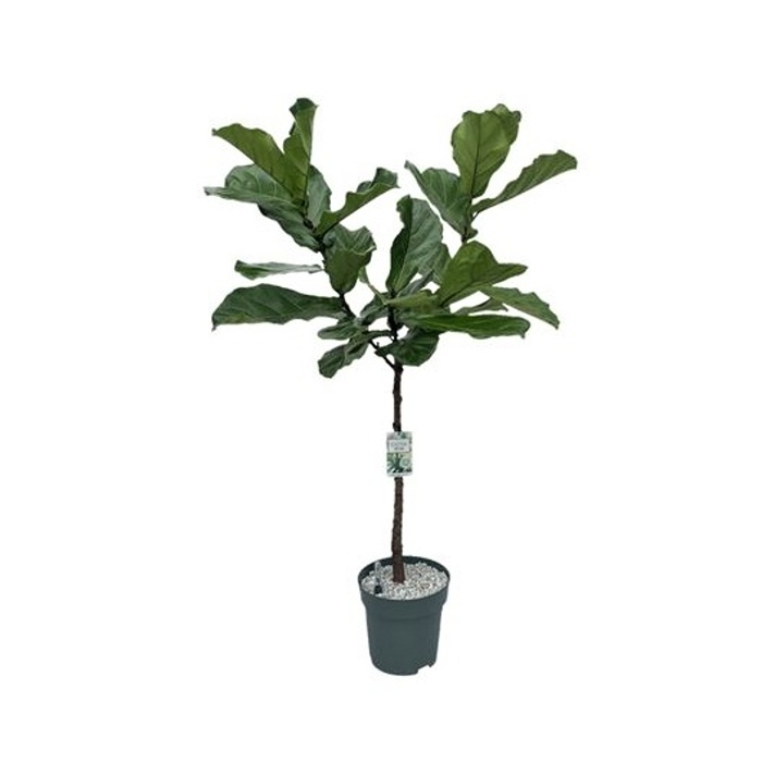 Ekologicky pěstované pokojové rostliny - Fíkovník lyrový kmínek, hydroponický květináč 27cm