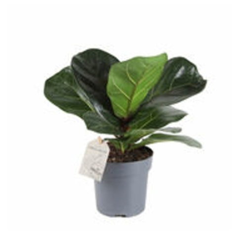 Pokojové rostliny okrasné listem - Fíkovník lyrový květináč 11cm