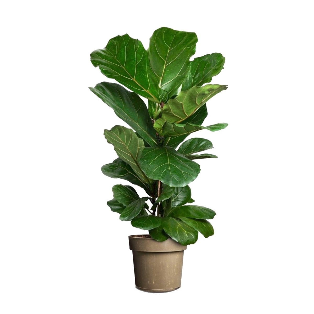 Okrasné pokojové rostliny - Fíkovník lyrový květináč 24cm