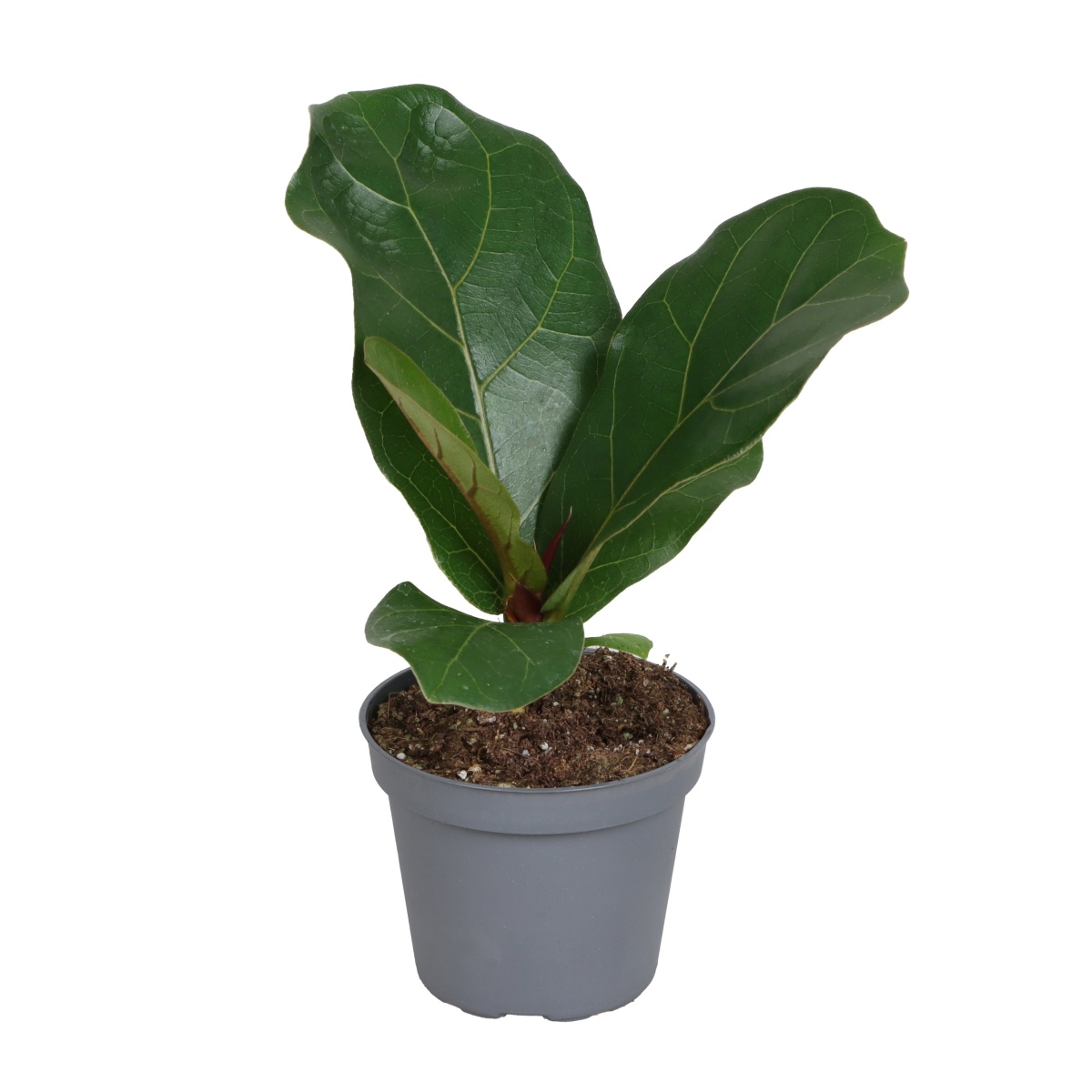 Okrasné pokojové rostliny - Fíkovník lyrový květináč 6cm