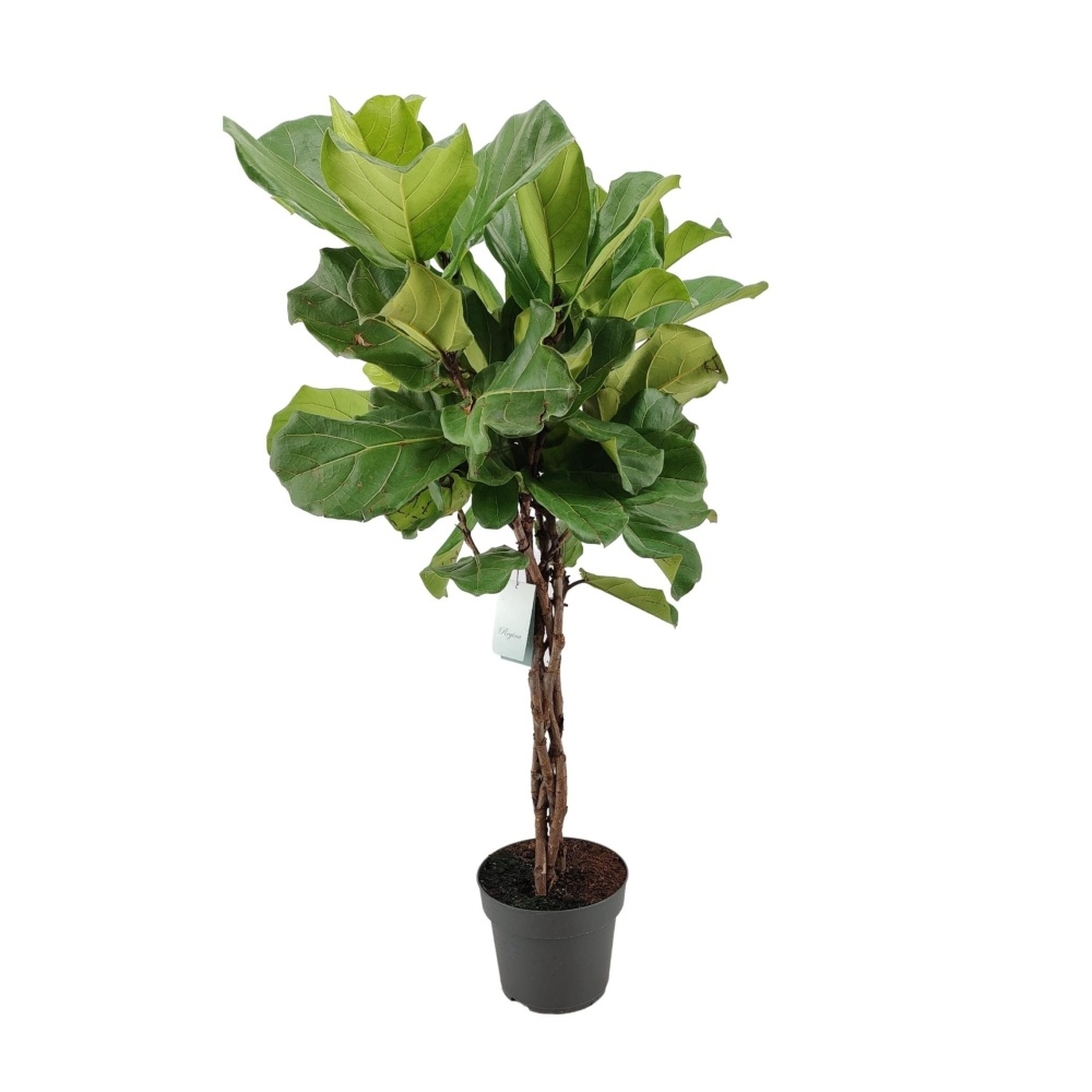 Okrasné pokojové rostliny - Fíkovník lyrový, splétaný kmínek, květináč 24cm