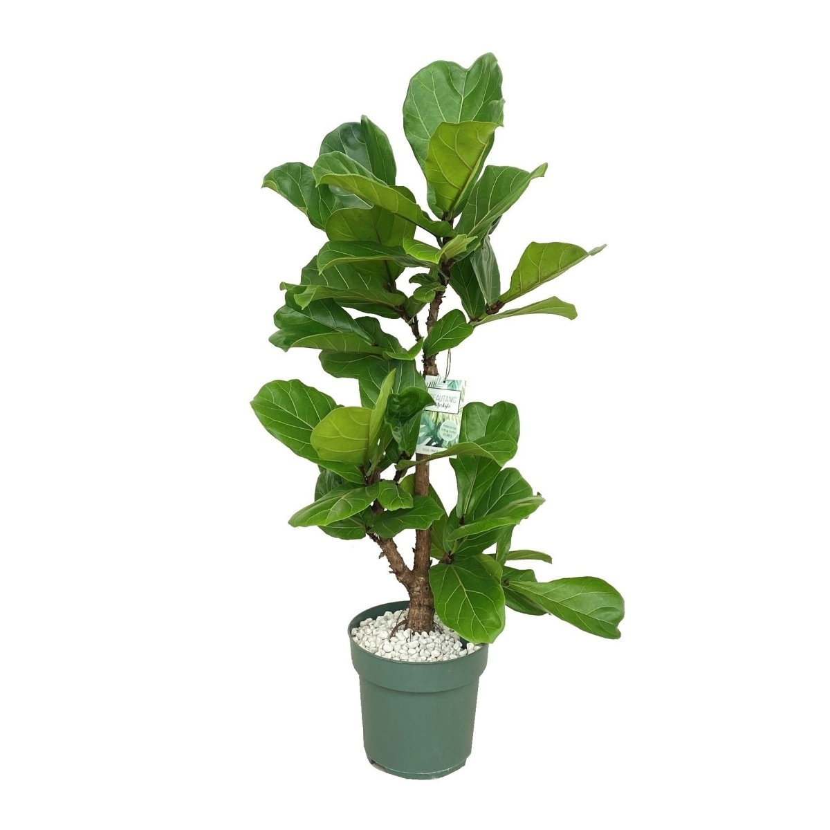Hydroponické pokojové rostliny - Fíkovník lyrový vícekmen, hydroponický květináč 24cm