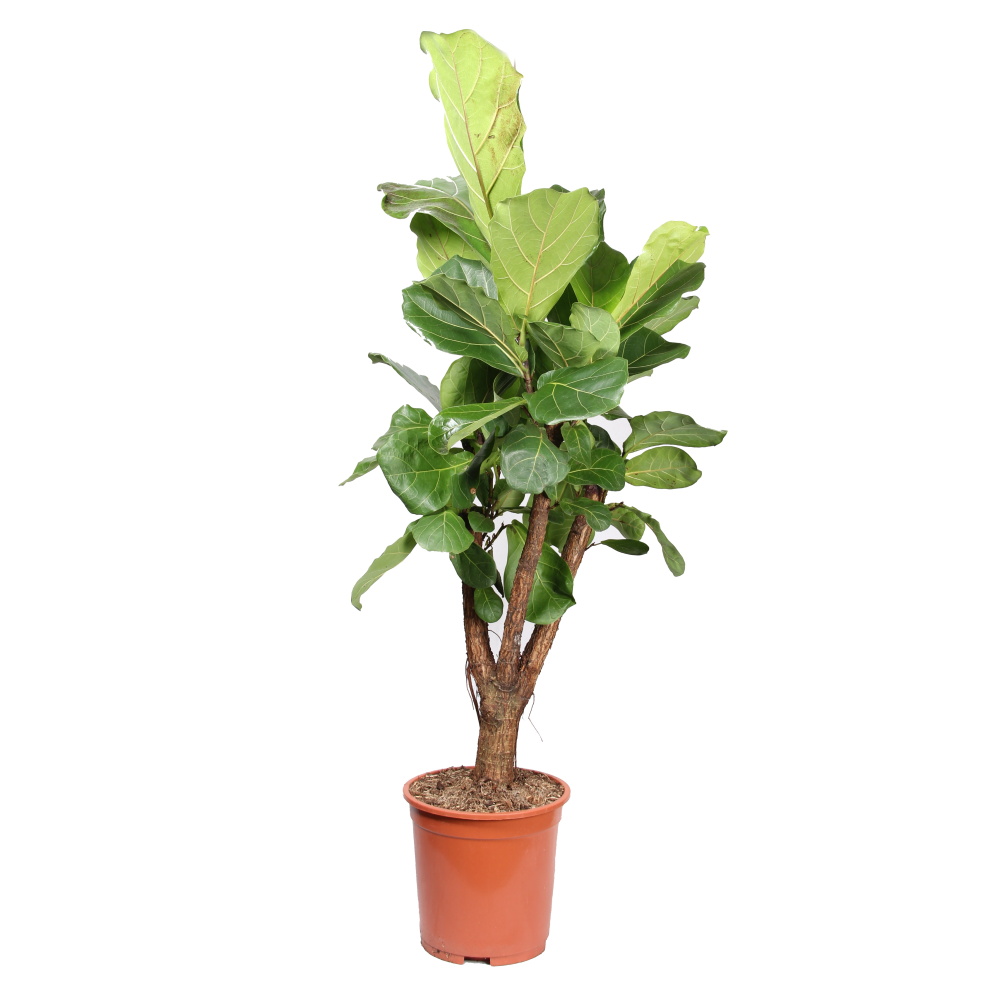 Okrasné pokojové rostliny - Fíkovník lyrový výška 120cm, květináč 29cm