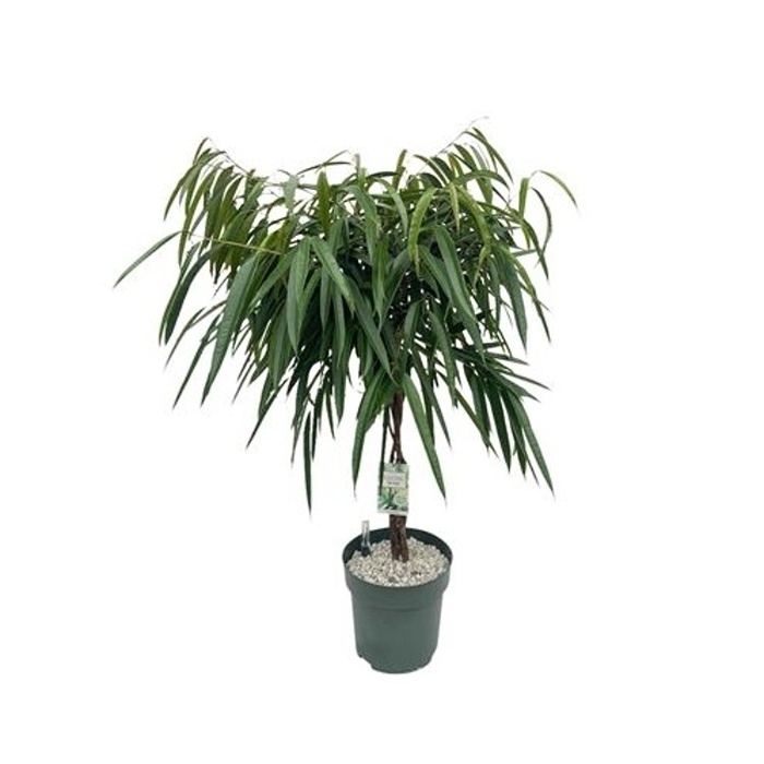 Hydroponické pokojové rostliny - Fíkovník mahori hydroponický květináč 27cm