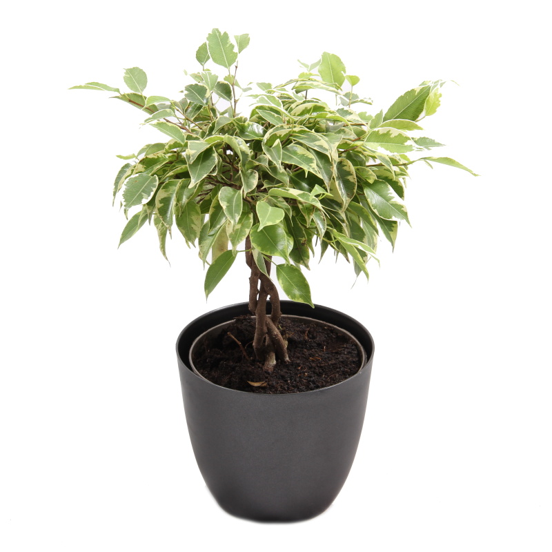 Hydroponické pokojové rostliny - Fíkovník malolistý Lucky splétaný kmínek, květináč 12cm