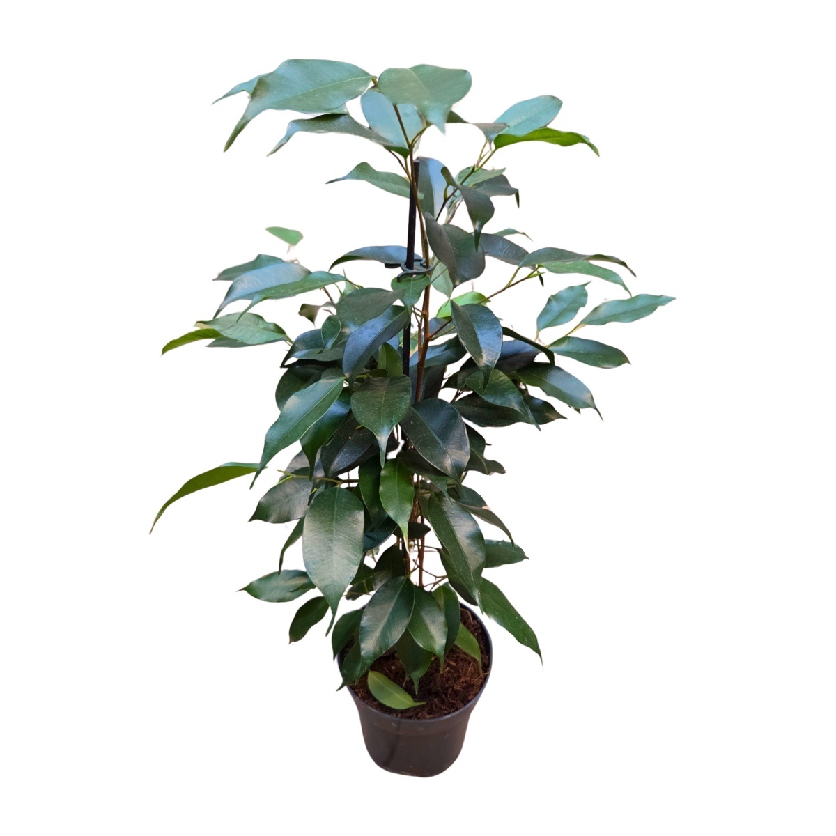 Okrasné pokojové rostliny - Fíkovník malolistý mix, květináč 14cm