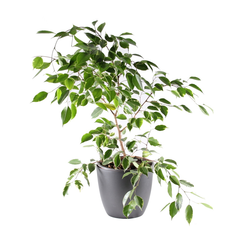 Pokojové rostliny okrasné listem - Fíkovník malolistý mix květináč 17cm