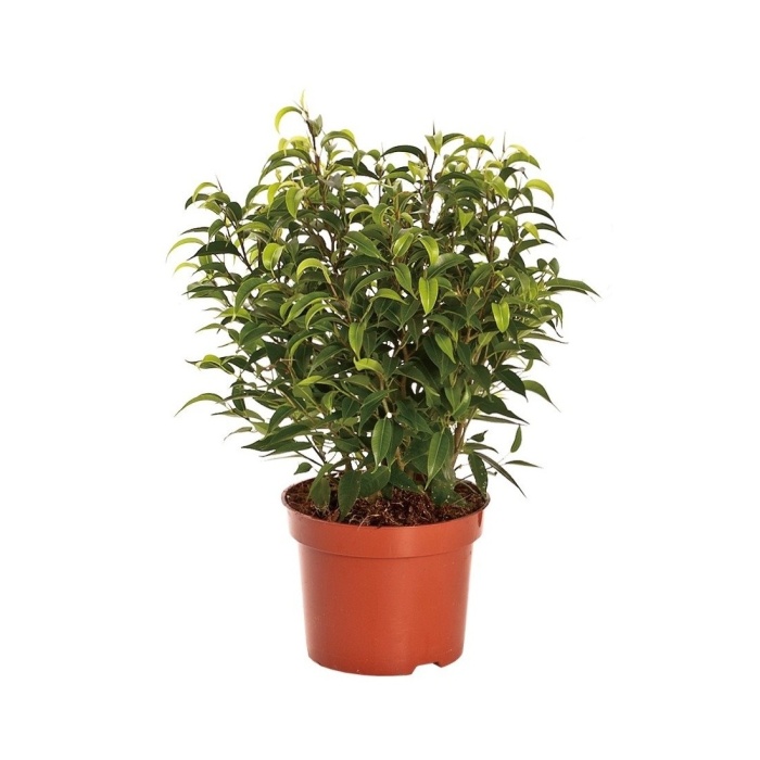 Okrasné pokojové rostliny - Fíkovník malolistý 'Natasja' květináč 12cm