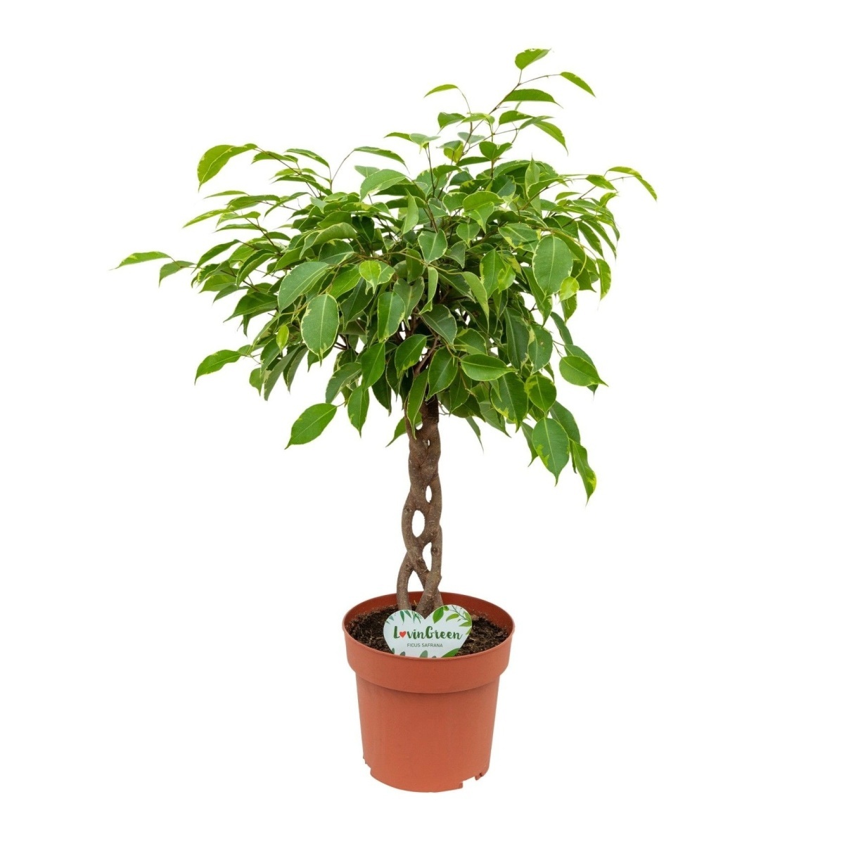 Okrasné pokojové rostliny - Fíkovník malolistý splétaný kmínek, květináč 17cm