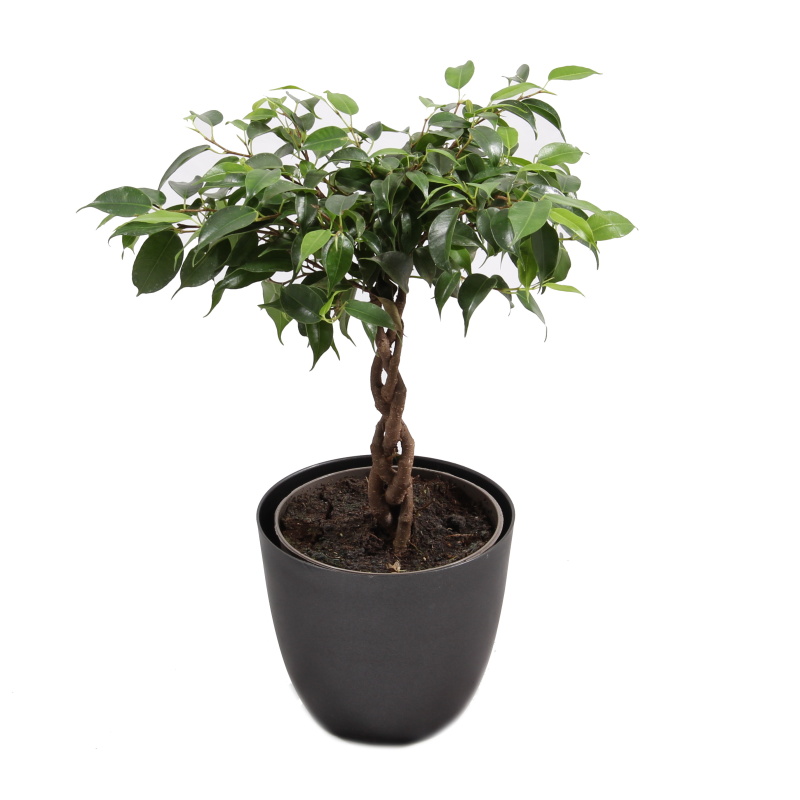 Hydroponické pokojové rostliny - Fíkovník malolistý Tarana Eco květináč 12cm