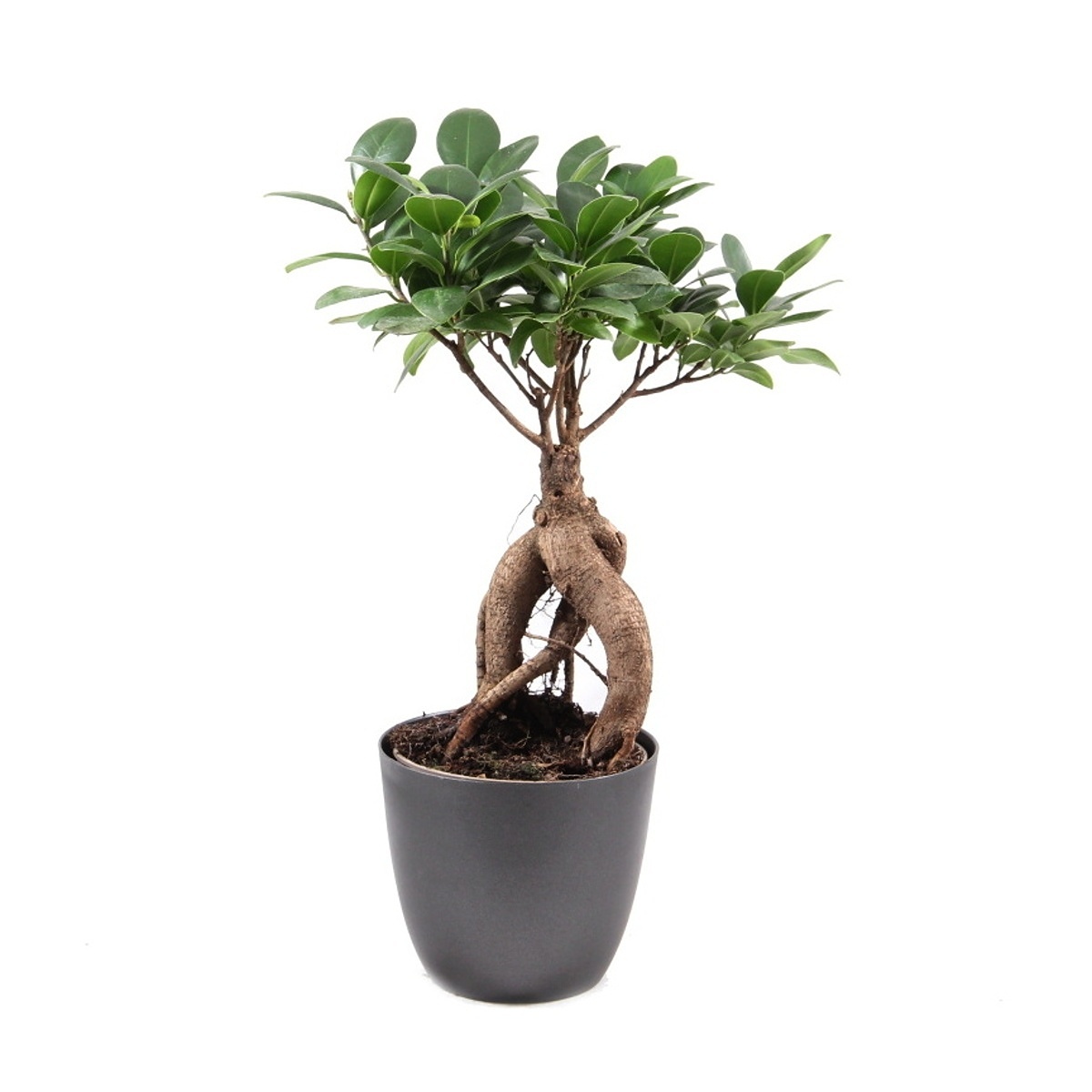 Okrasné pokojové rostliny - Fíkovník maloplodý bonsai, květináč 12cm