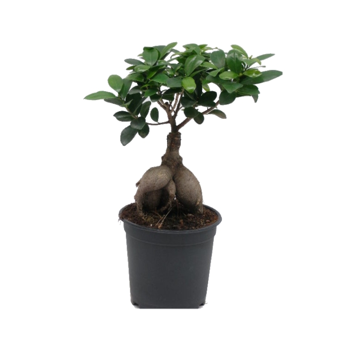 Okrasné pokojové rostliny - Fíkovník maloplodý bonsai, květináč 15cm