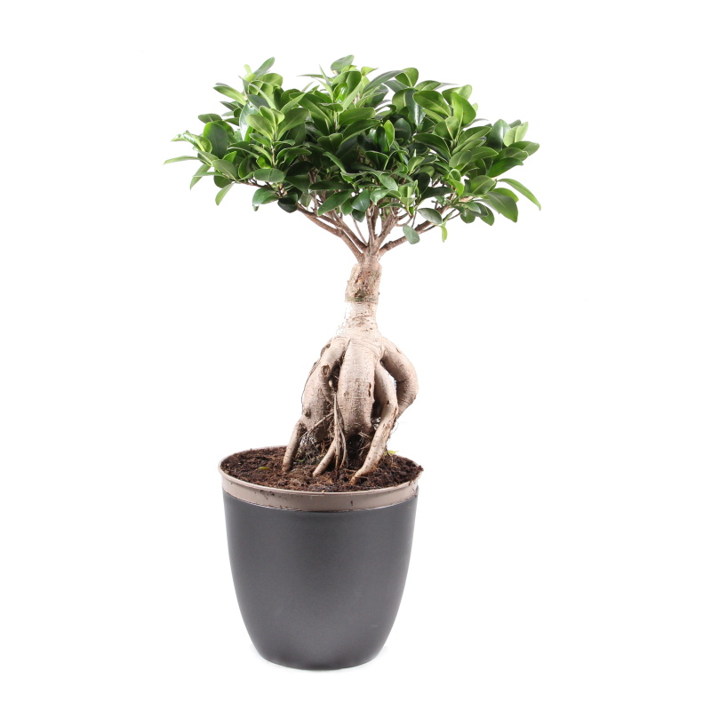 Okrasné pokojové rostliny - Fíkovník maloplodý bonsai květináč 21cm