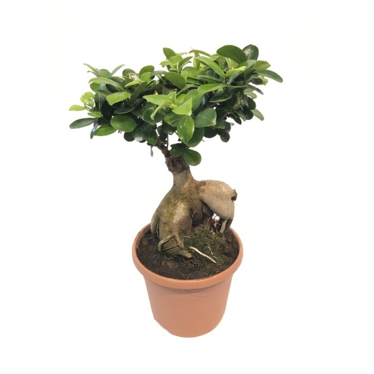 Okrasné pokojové rostliny - Fíkovník maloplodý bonsai, květináč 25cm