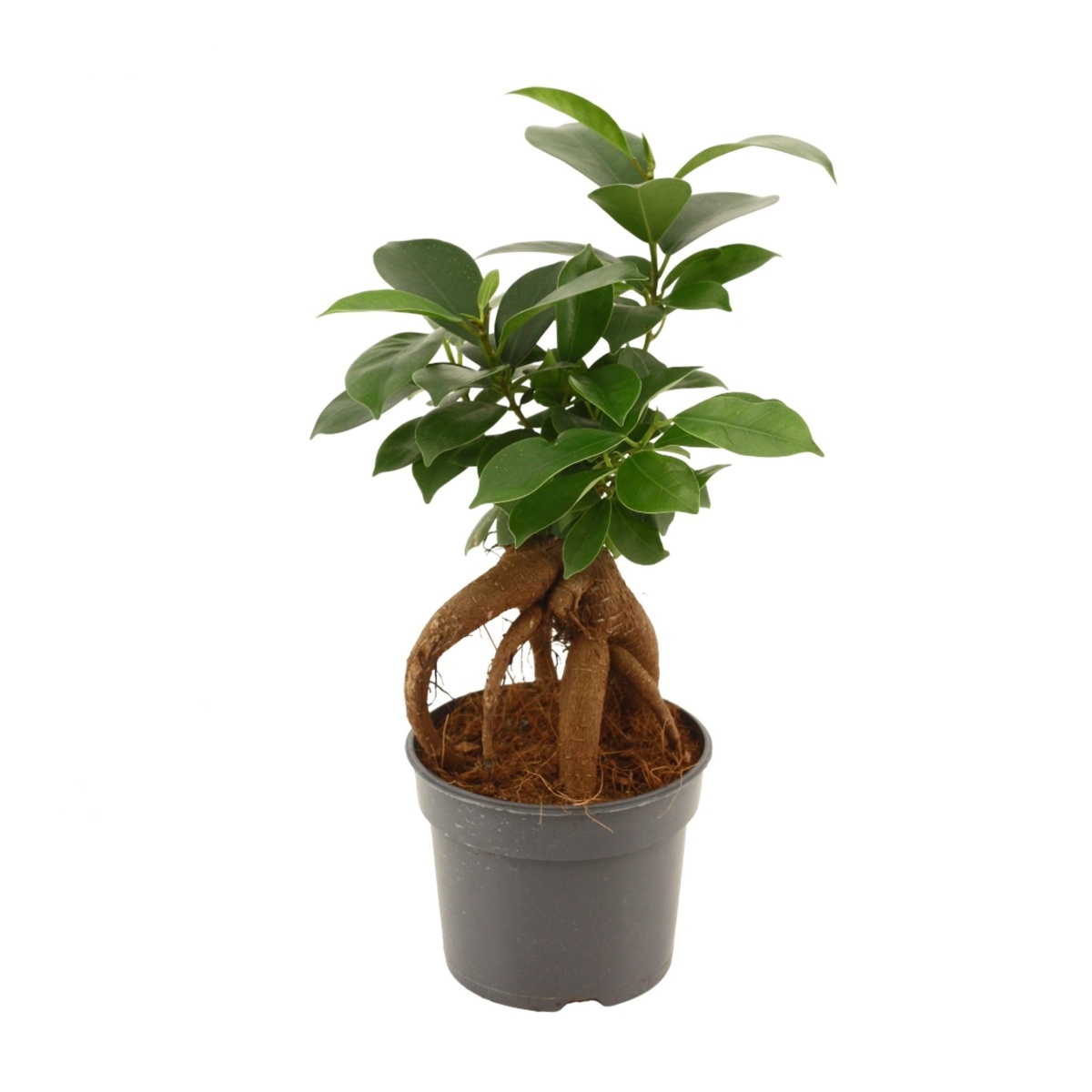 Pokojové rostliny okrasné listem - Fíkovník maloplodý bonsai květináč 9cm