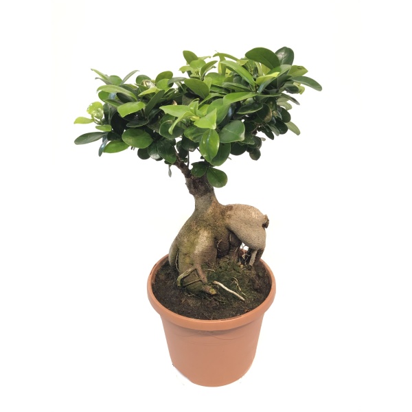 Okrasné pokojové rostliny - Fíkovník maloplodý květináč/miska 25cm, výška 70cm, bonsai