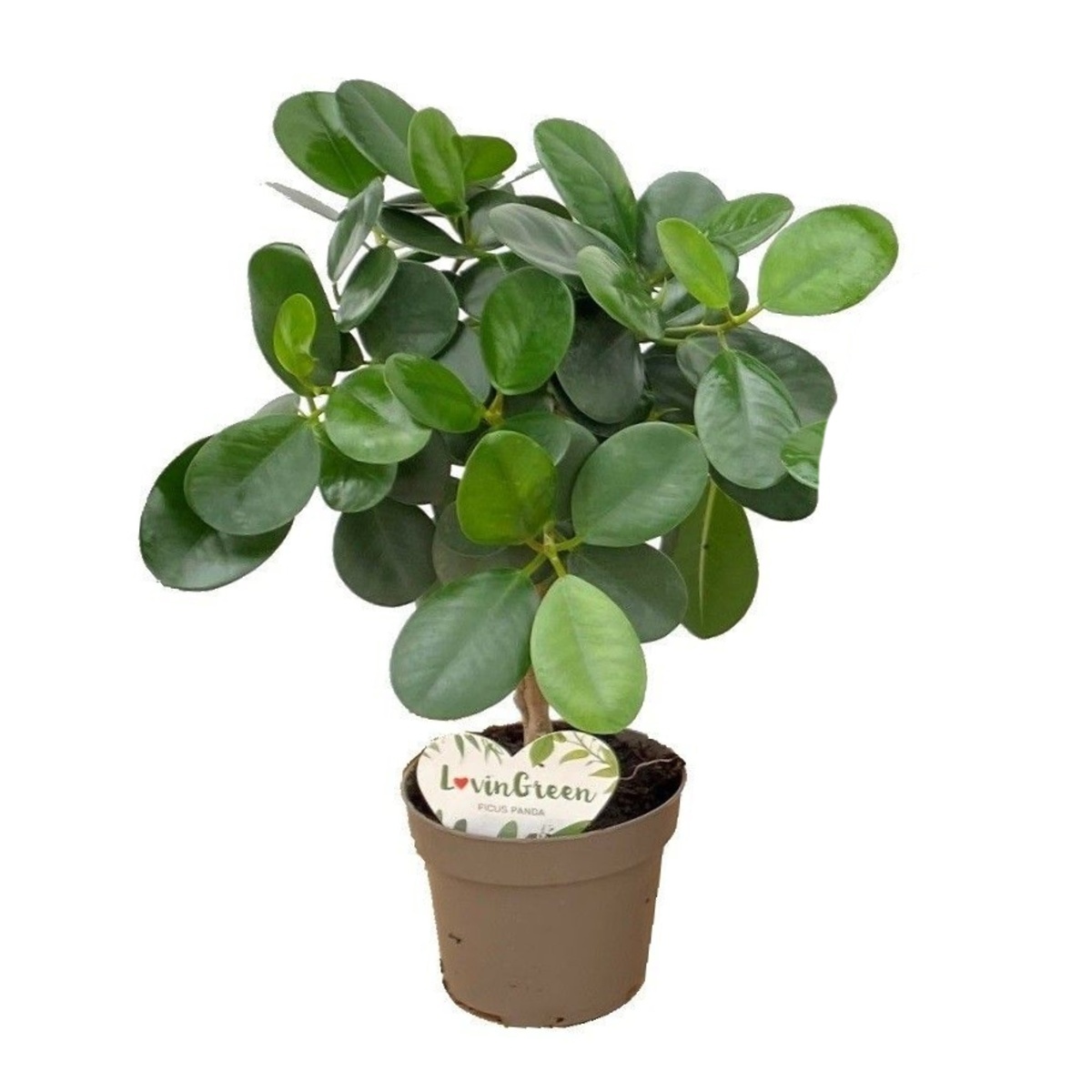 Okrasné pokojové rostliny - Fíkovník maloplodý Panda květináč 12cm, splétaný kmínek