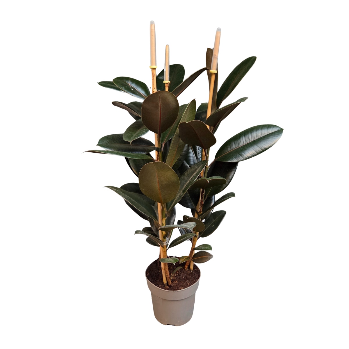 Fíkovník pryžodárný Abidjan květináč 21cm-0