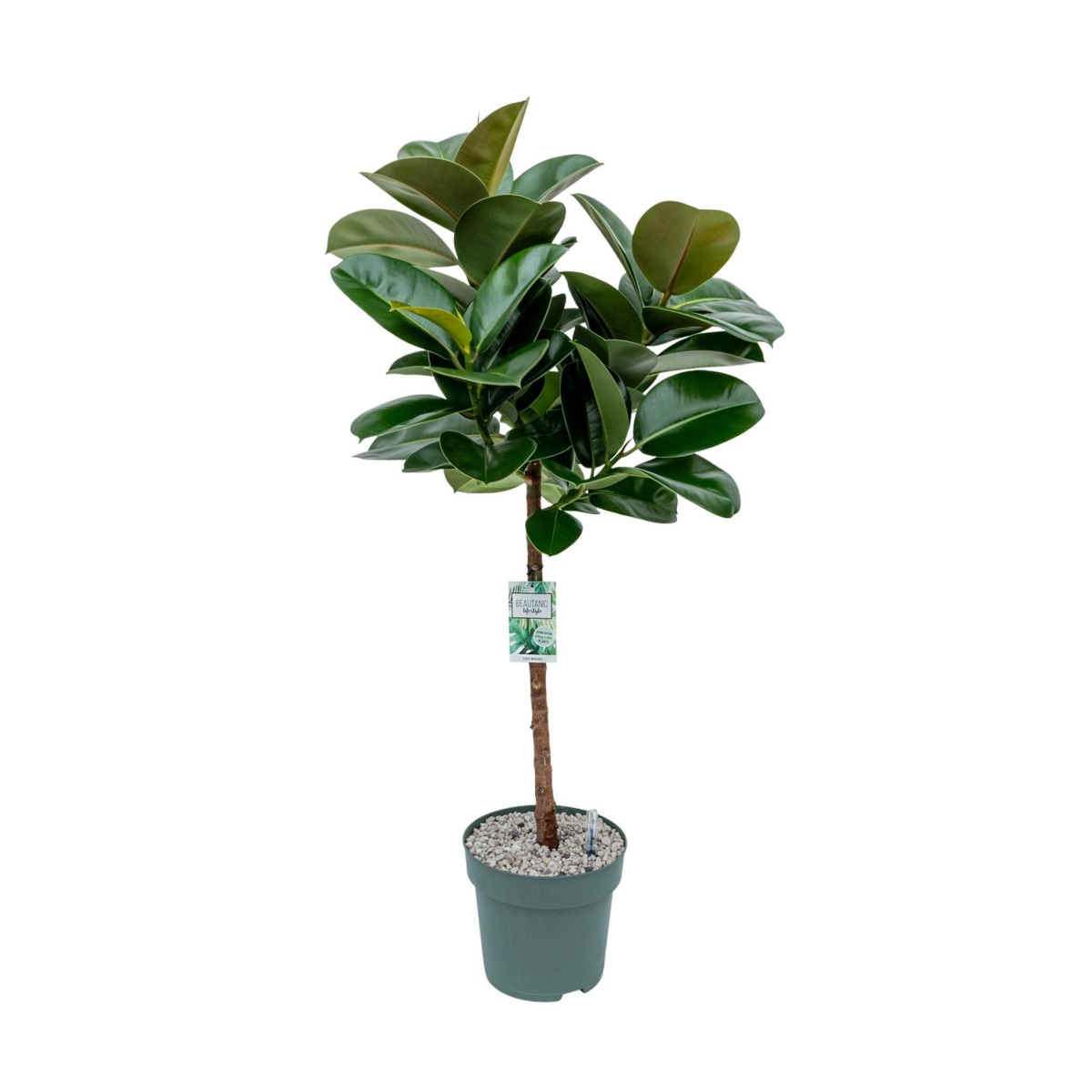 Ekologicky pěstované pokojové rostliny - Fíkovník pryžodárný Makana kmínek, hydroponický květináč  27cm