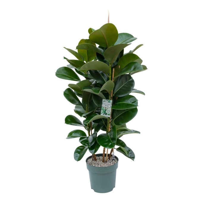 Hydroponické pokojové rostliny - Fíkovník pryžodárný Makana sesazovaný, hydroponický květináč 30cm