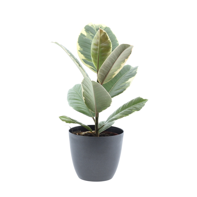 Okrasné pokojové rostliny - Fíkovník pryžodárný mix květináč 12cm