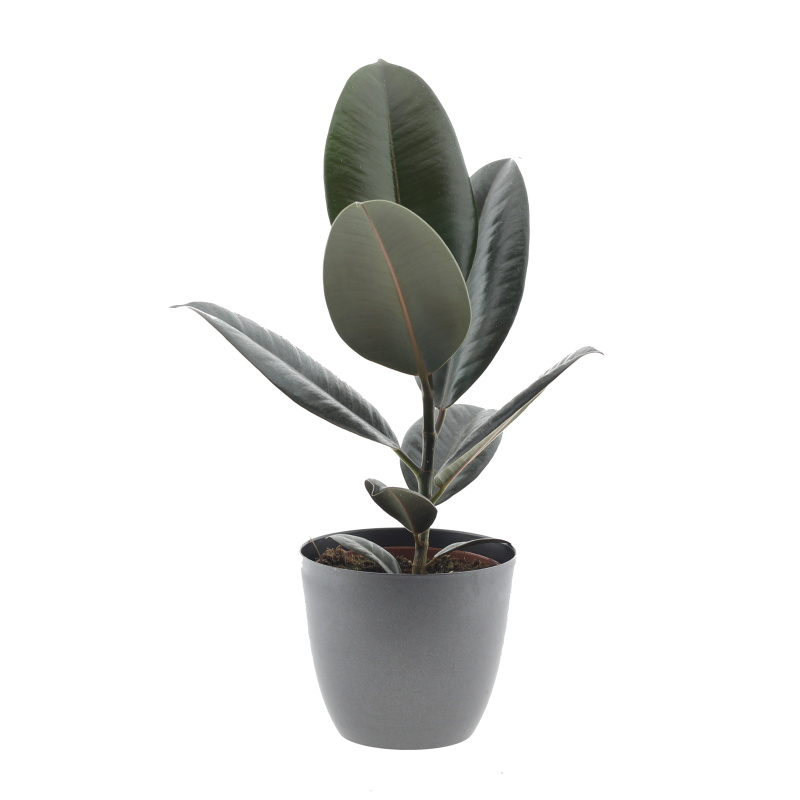 Fíkovník pryžodárný mix květináč 12cm-0