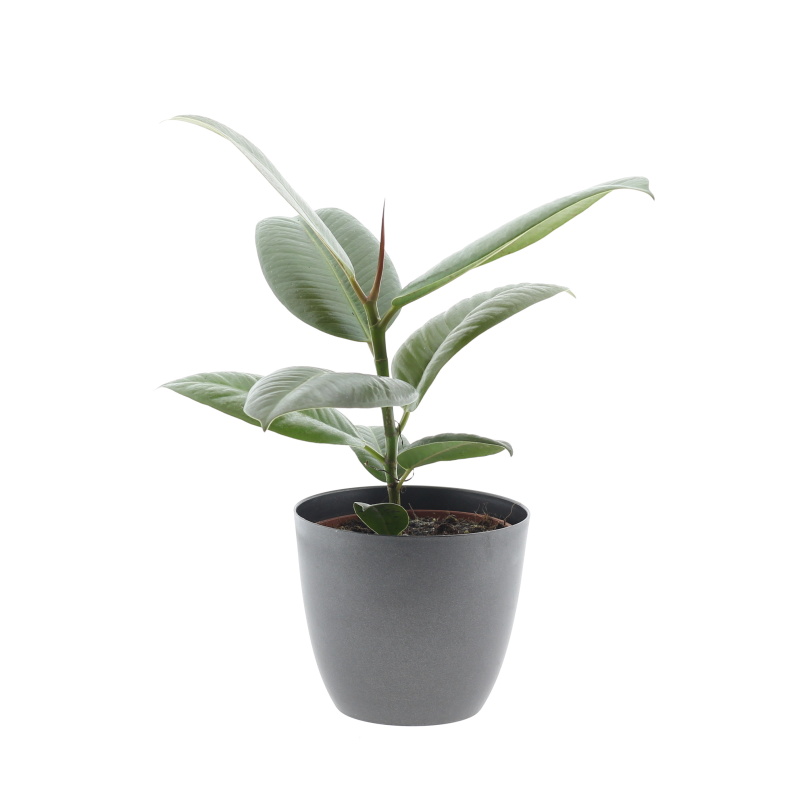 Fíkovník pryžodárný mix květináč 12cm-1