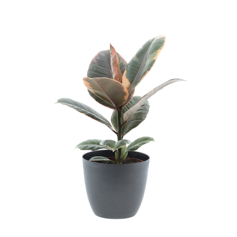 Fíkovník pryžodárný mix květináč 12cm-2