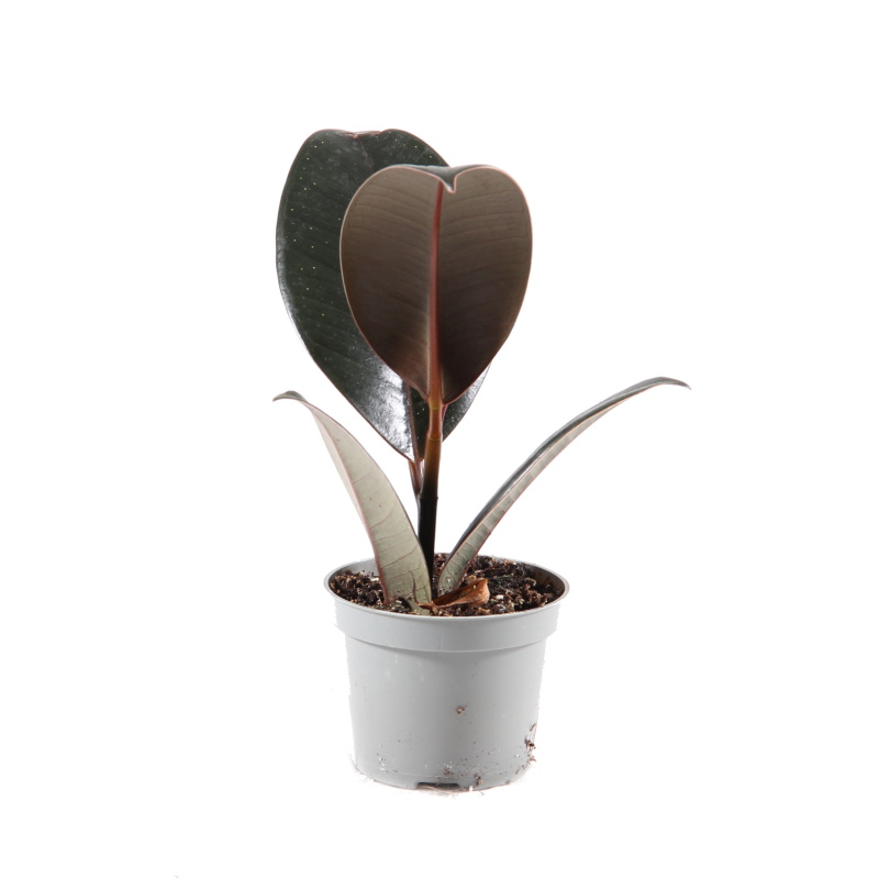 Okrasné pokojové rostliny - Fíkovník pryžodárný mix květináč 6cm