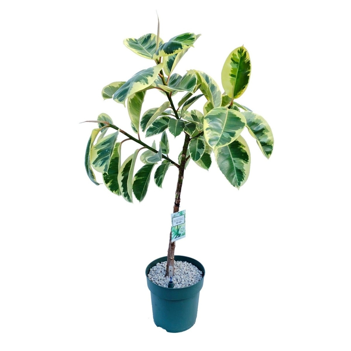 Hydroponické pokojové rostliny - Fíkovník pryžodárný Odyilia hydroponický květináč 27cm