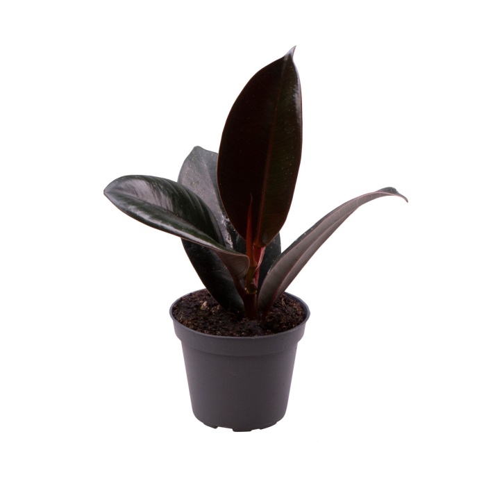Okrasné pokojové rostliny - Fíkovník pryžodárný Robusta květináč 6cm