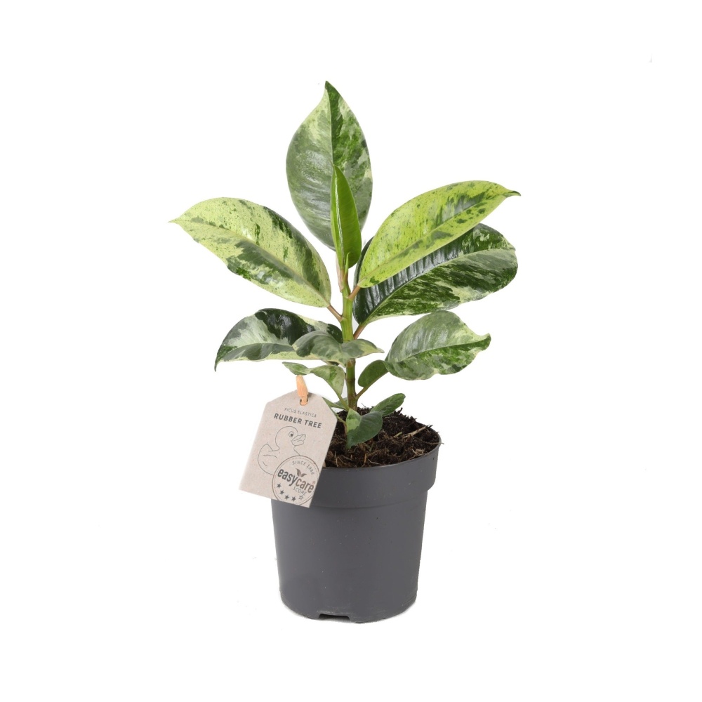 Okrasné pokojové rostliny - Fíkovník pryžodárný Shivereana květináč 11cm