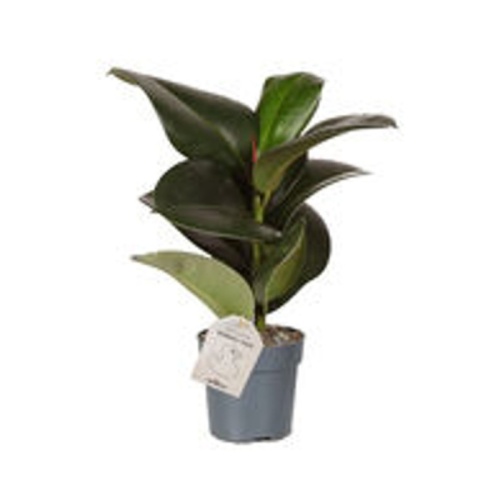 Okrasné pokojové rostliny - Fíkovník pryžodárný  Sofia květináč 11cm