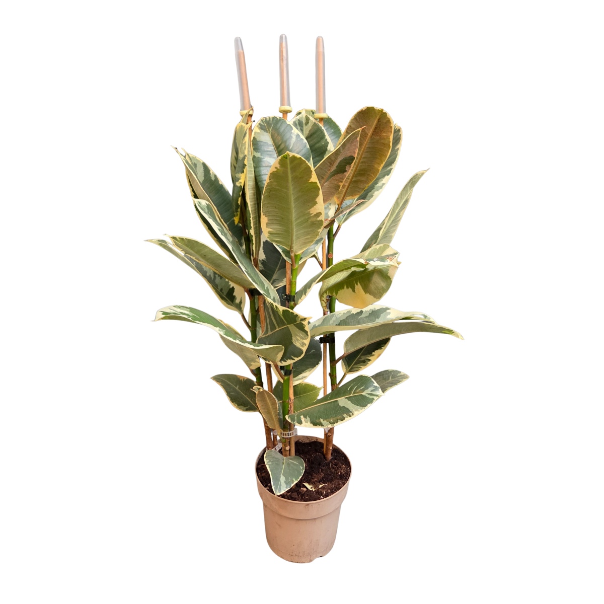 Okrasné pokojové rostliny - Fíkovník pryžodárný Tineke květináč 21cm