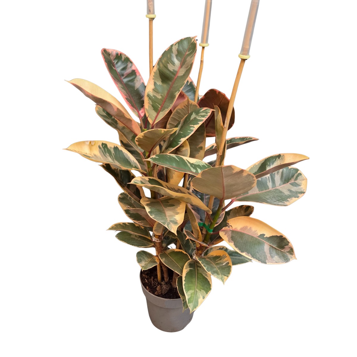 Fíkovník pryžodárný Tineke květináč 21cm-0