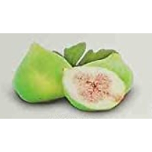 Rostliny - Fíkovník smokvoň 'Blanca Gota' květináč 5 litrů, keř