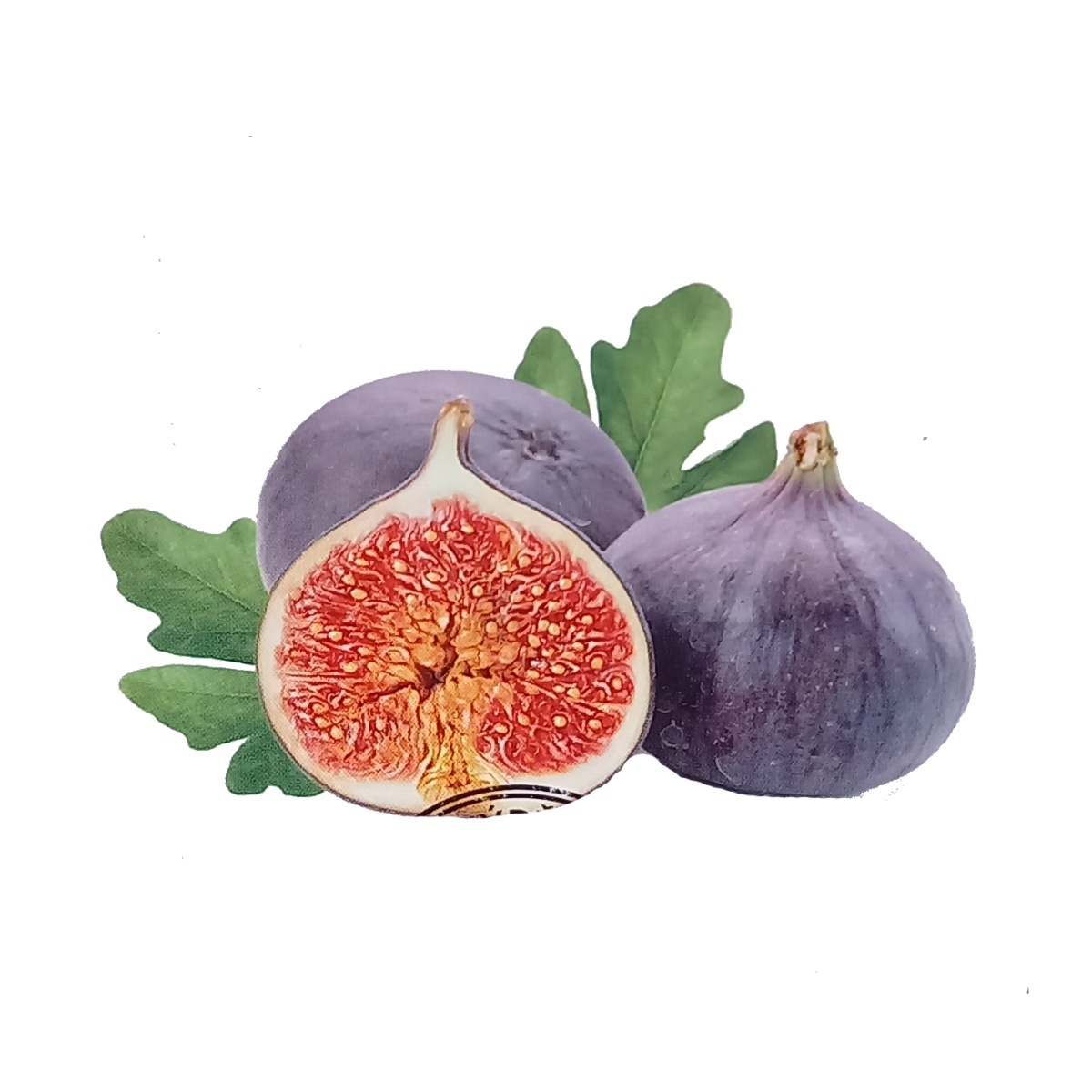 Nádobové květiny - Fíkovník smokvoň Bornholms Diamant výška 60/80cm, květináč 25 litrů